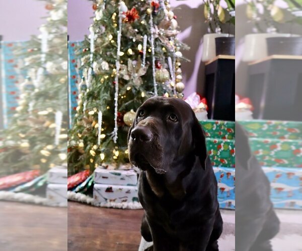 Medium Photo #2  Breeder Profile in JOSHUA, TX, USA