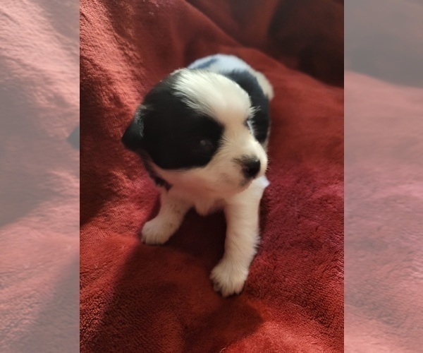 Medium Photo #104  Breeder Profile in AKRON, OH, USA
