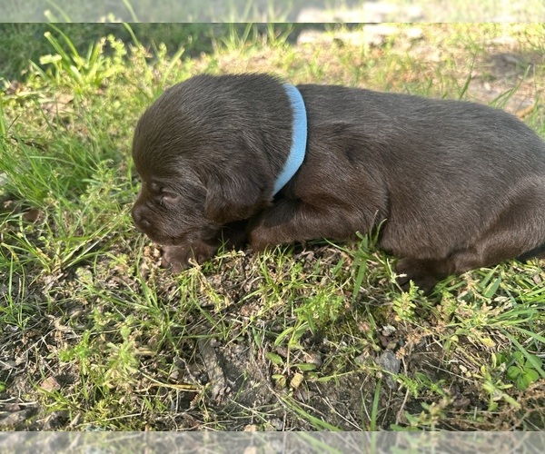 Medium Photo #5  Breeder Profile in SULLIVAN, MO, USA