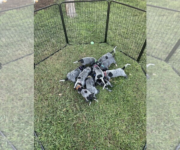 Medium Photo #2  Breeder Profile in GREELEY, CO, USA