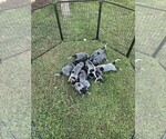Small #1 Breeder Profile image
