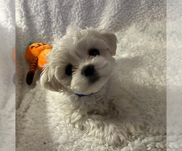 Medium Photo #7  Breeder Profile in PICKFORD, MI, USA