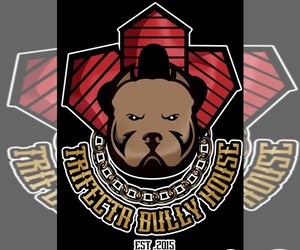 American Bully Dog Breeder near PITTSBURGH, PA, USA