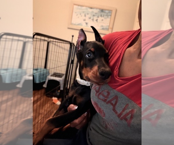 Medium Photo #7  Breeder Profile in ROCKWALL, TX, USA