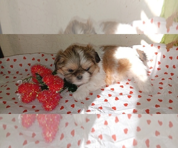 Medium Photo #1  Breeder Profile in MOUNDS, OK, USA