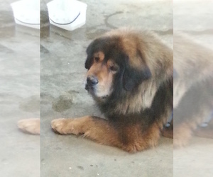 Tibetan Mastiff Dog Breeder near GLASGOW, KY, USA