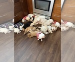 Small #15 Breeder Profile image