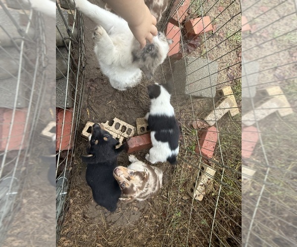 Medium Photo #1  Breeder Profile in BRANTLEY, AL, USA