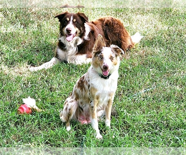 Medium Photo #1  Breeder Profile in BYBEE, TN, USA