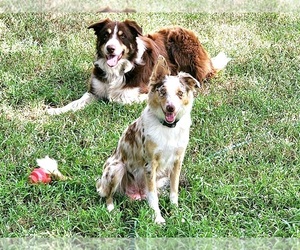 Border Collie Dog Breeder near BYBEE, TN, USA