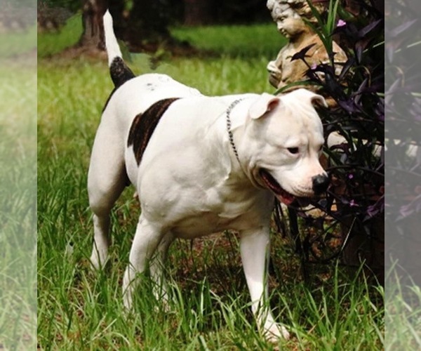 Medium Photo #1  Breeder Profile in OLD TOWN, FL, USA