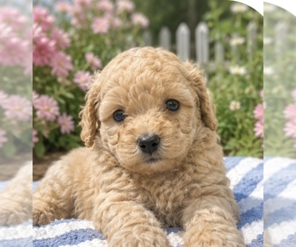 Medium Photo #4  Breeder Profile in CONROE, TX, USA