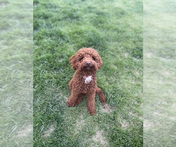 Medium Photo #1  Breeder Profile in COLORADO SPRINGS, CO, USA