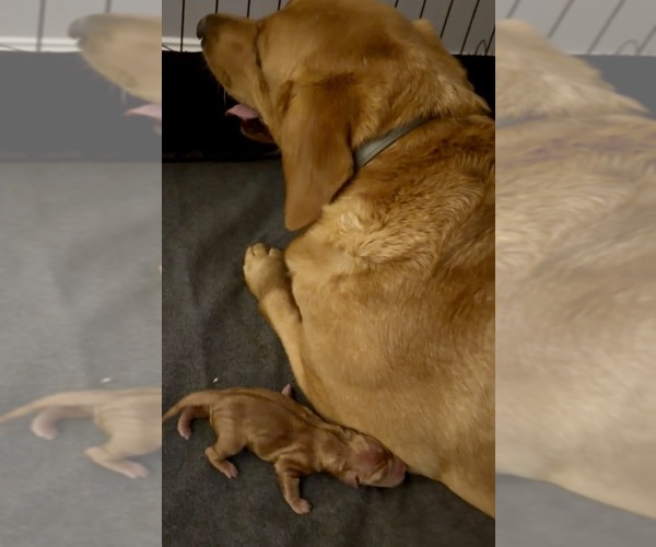 Medium Photo #11  Breeder Profile in HUNTSVILLE, AL, USA