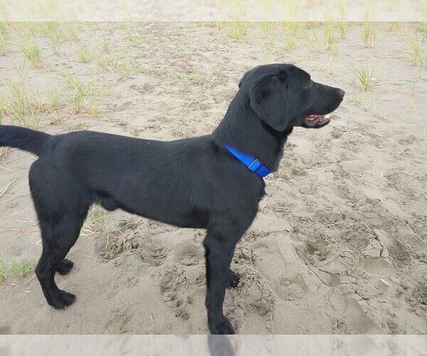 Medium Photo #1  Breeder Profile in PRESCOTT, OR, USA