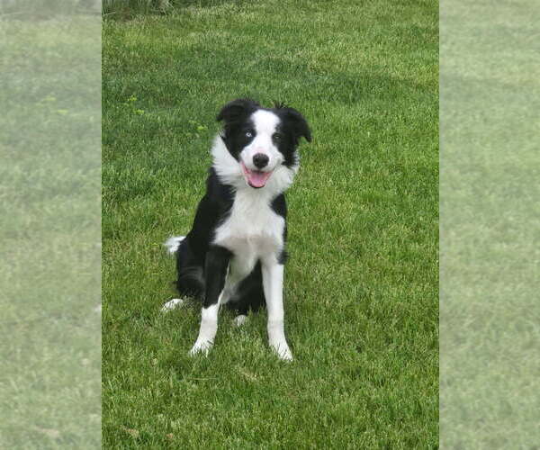 Medium Photo #6  Breeder Profile in BERRIEN SPRINGS, MI, USA