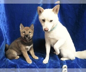 Shiba Inu Dog Breeder near HARTVILLE, MO, USA