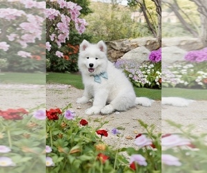 Samoyed Dog Breeder near MYRTLE BEACH, SC, USA