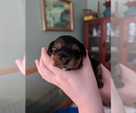 Small Photo #8  Breeder Profile in WESTBROOK, ME, USA
