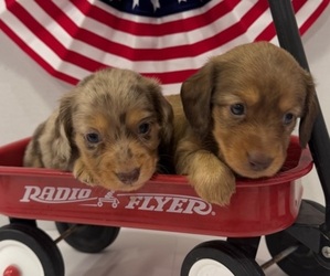 Golden Retriever Dog Breeder near LAMAR, CO, USA
