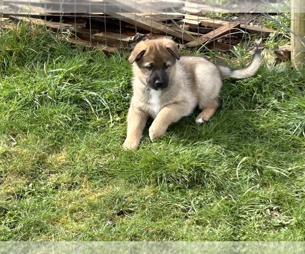 Medium Photo #19  Breeder Profile in DEMING, WA, USA