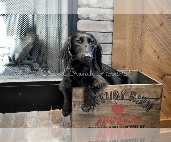 Medium Photo #4  Breeder Profile in DELANO, TN, USA