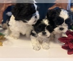 Small breeder photo
