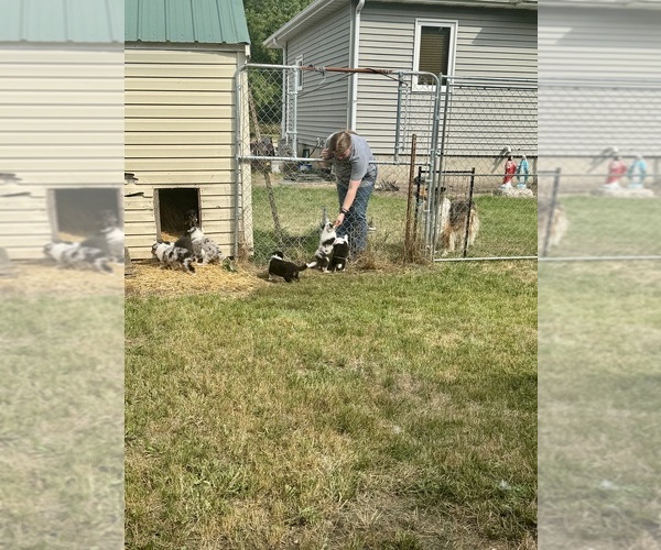 Medium Photo #17  Breeder Profile in DAZEY, ND, USA