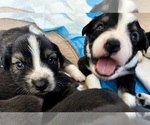 Small #14 Breeder Profile image