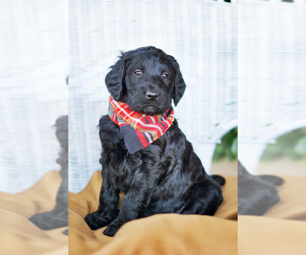 Medium Photo #1  Breeder Profile in CONWAY, AR, USA