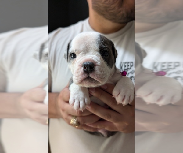 Medium Photo #7  Breeder Profile in AUSTIN, TX, USA