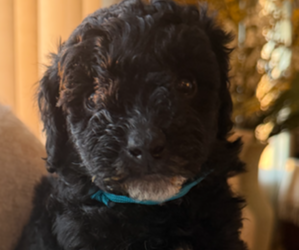 Goldendoodle (Miniature) Dog Breeder near OAK LAWN, IL, USA