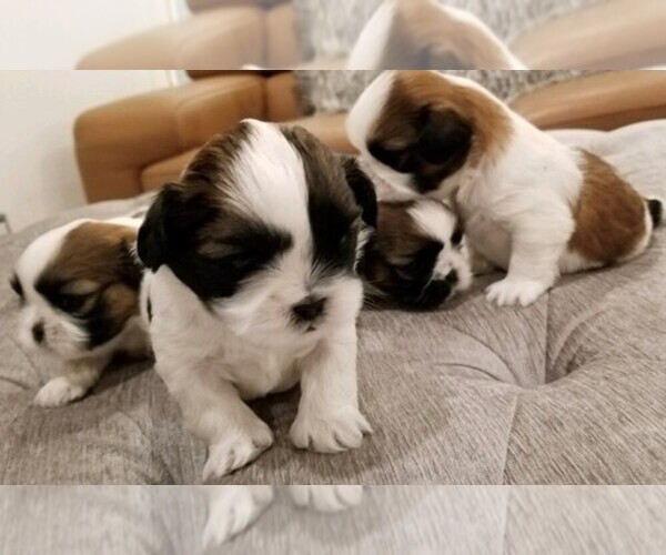 Medium Photo #1  Breeder Profile in CORAL SPRINGS, FL, USA