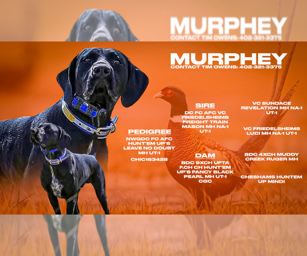 Medium Photo #26  Breeder Profile in LEXINGTON, SC, USA