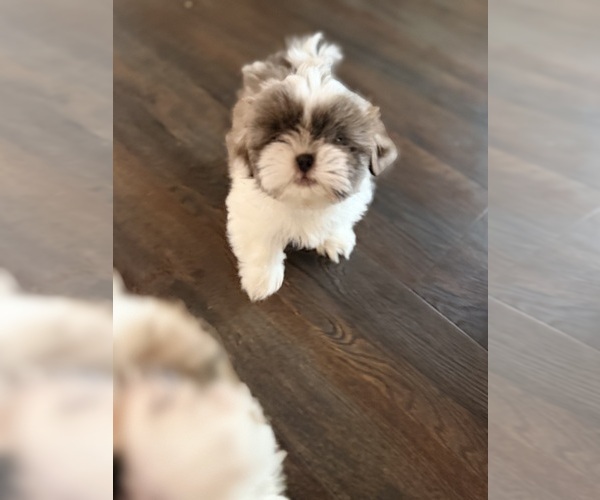 Medium Photo #3  Breeder Profile in TRACY, CA, USA