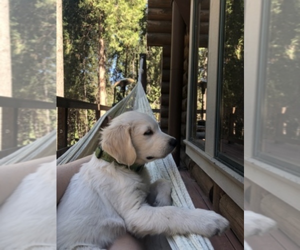 Medium Photo #12  Breeder Profile in COLVILLE, WA, USA