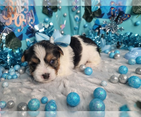 Medium Photo #2  Breeder Profile in HARKER HEIGHTS, TX, USA