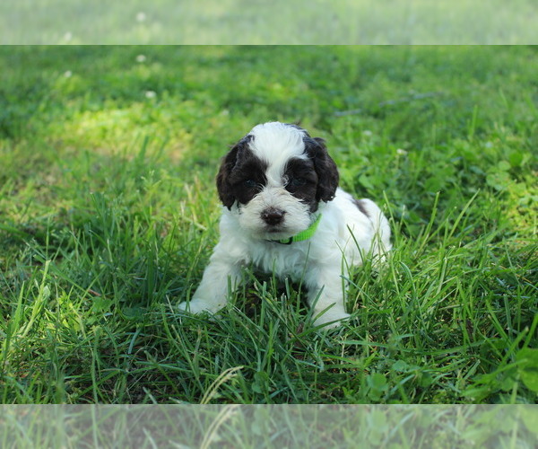 Medium Photo #1  Breeder Profile in VILLA RIDGE, IL, USA