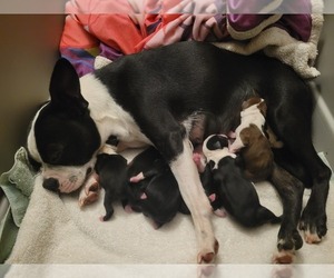 Main photo of Boston Terrier Dog Breeder near DENVER, CO, USA