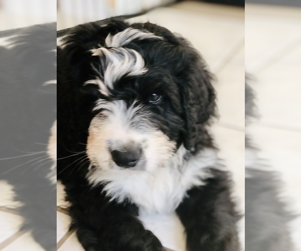 Medium Photo #37  Breeder Profile in FLEMING ISLAND, FL, USA