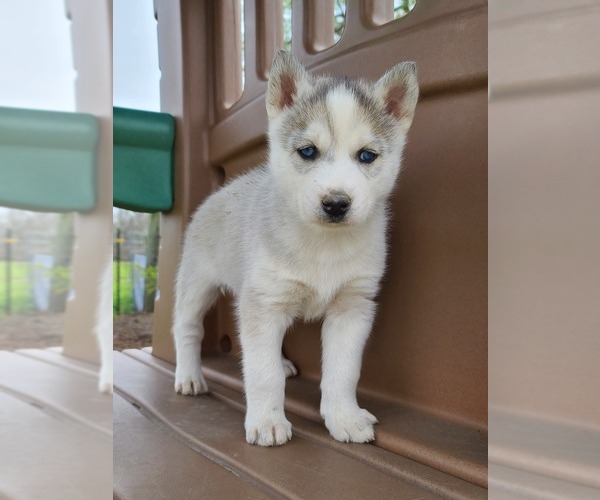 Medium Photo #4  Breeder Profile in FLORA, IL, USA