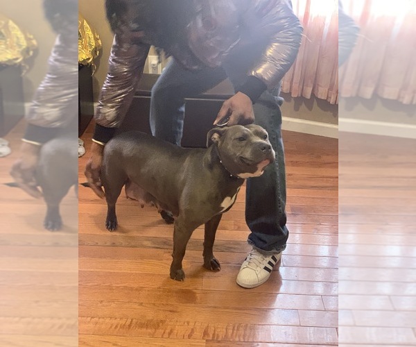 Medium Photo #3  Breeder Profile in ORANGE, NJ, USA