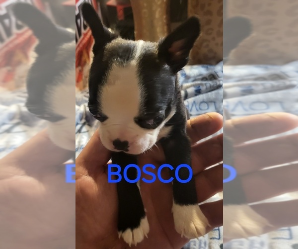 Medium Photo #9  Breeder Profile in MITCHELL, IN, USA