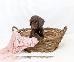 Small #34 Breeder Profile image