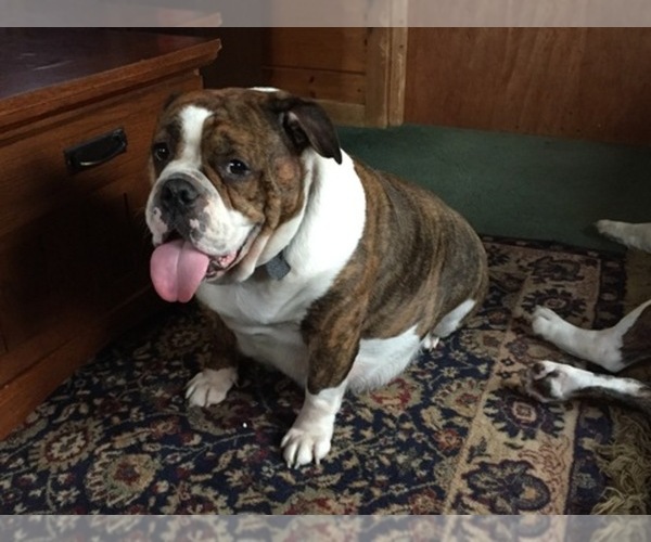 Medium Photo #1  Breeder Profile in CORINTH, NY, USA