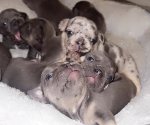 Medium Photo #3  Breeder Profile in TAMPA, FL, USA