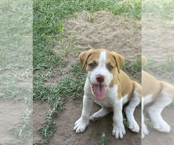 Medium Photo #1  Breeder Profile in CRESCENT, OK, USA