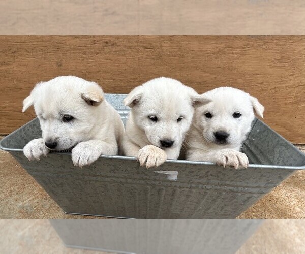 Medium Photo #1  Breeder Profile in WAVERLY, AL, USA