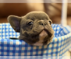 French Bulldog Dog Breeder near STERLING, VA, USA