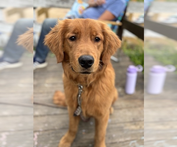 Medium Photo #1  Breeder Profile in EXETER, RI, USA